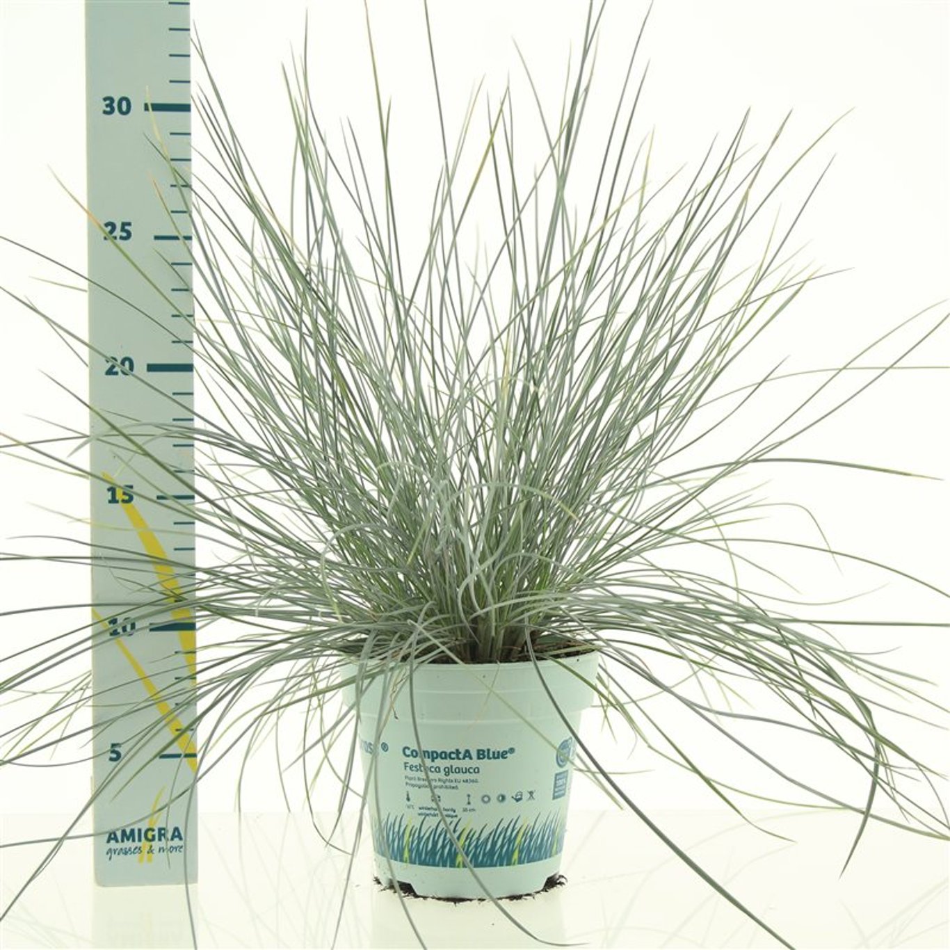 Festuca glauca 'Compacta Blue' - P10,5